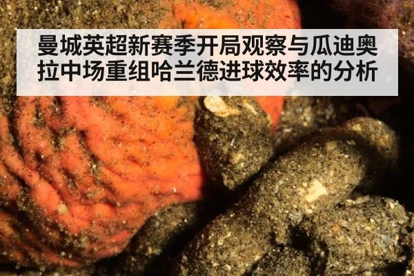 曼城英超新赛季开局观察与瓜迪奥拉中场重组哈兰德进球效率的分析